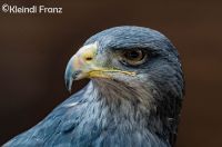 Blaubussard_Juni2017_FranzKleindl