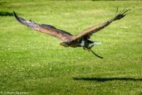 EuropSeeadler-im-Freiflug-J.Reichart