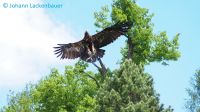 Freiflug_Juli2017_JohannLackenbauer