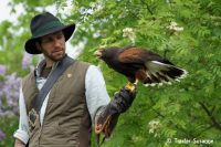 HarrisHawk_25-5-2016_TraxlerS