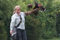 Harris-Hawk-Paar-bei-der-Vorfuehrung_27-5-2016