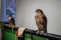 Vogelpraeparate-im-Museum