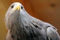 seeadler01